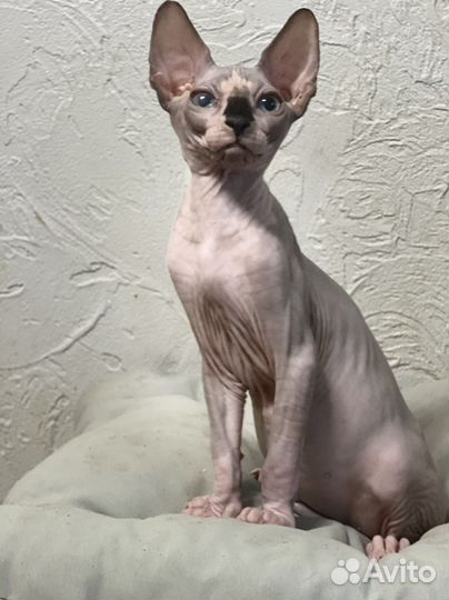 Канадский сфинкс