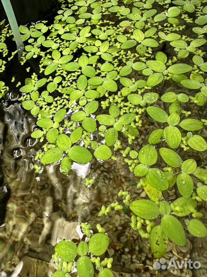 Водное растение Пистия