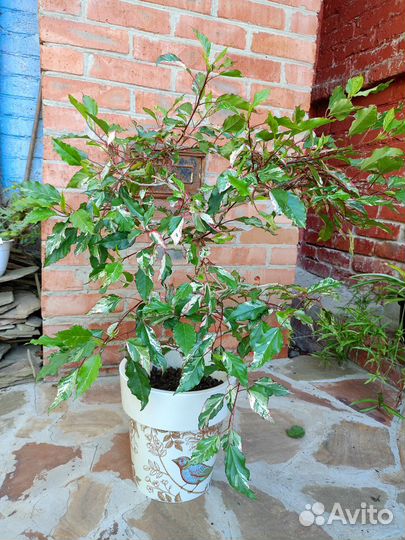 Гибискус карнавал