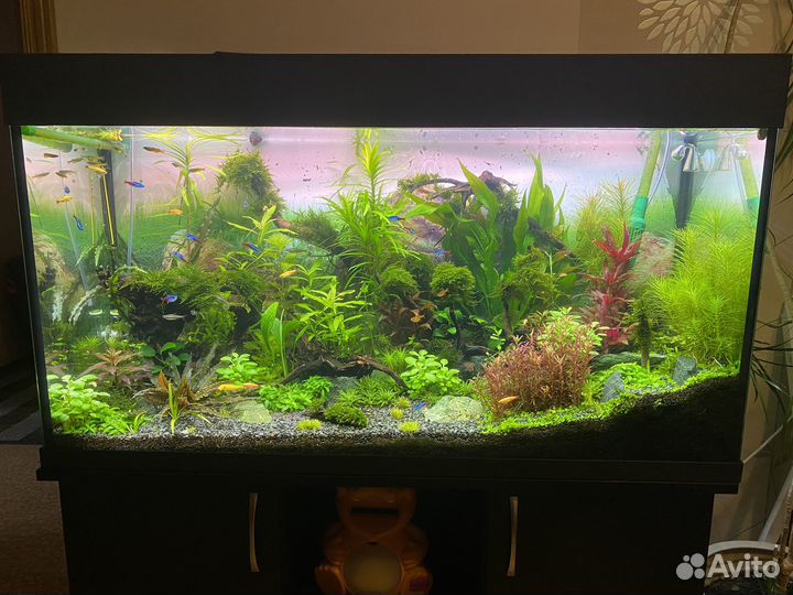 Растения для аквариума