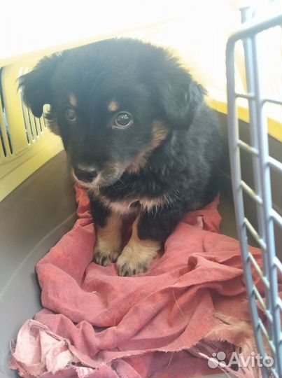 Зоотакси, перевозка животных, сопровождение