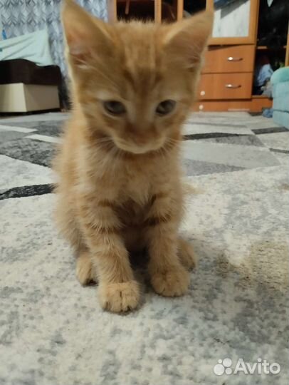 Рыжий котенок