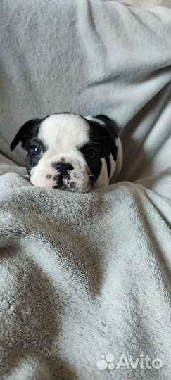 Собака в добрые руки щенок