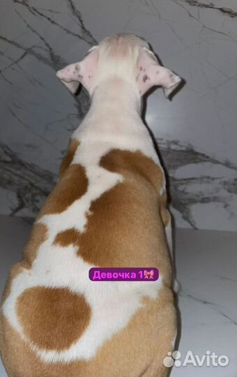 Стаффордширский терьер