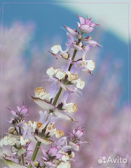 Лист шалфея лекарственного