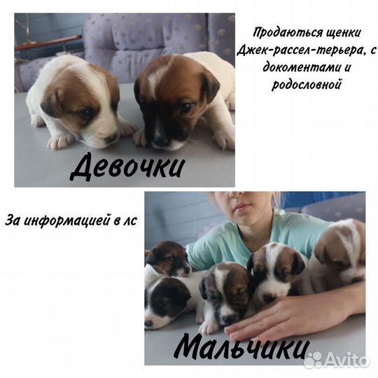 Щенки джек Рассел терьер
