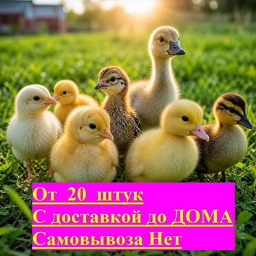 Цесарки