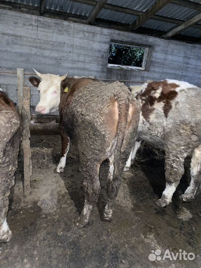 Режем телки на заказ