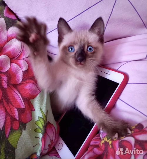 Котенок мальчик