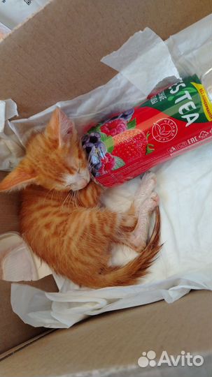 Котик мальчик бесплатно
