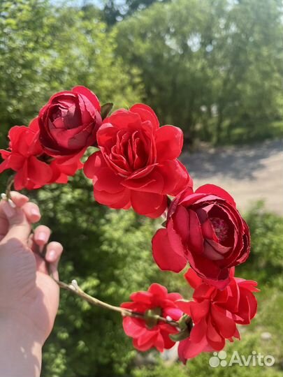 Веночек с розами и пионами