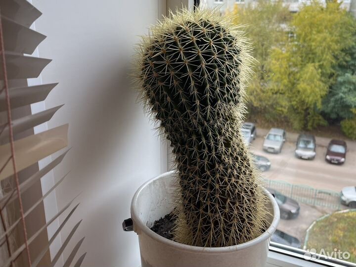 Кактус 20 лет