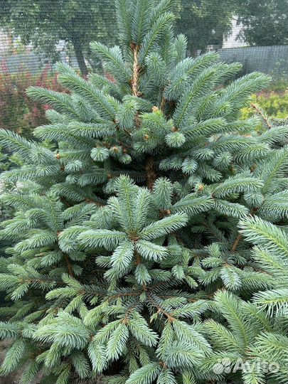 Голубые Ели