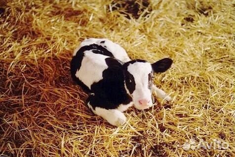 Лучшие телята для фермеров и любителей