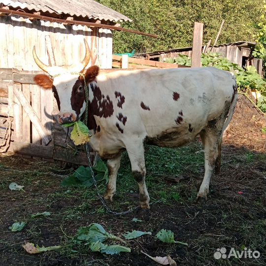 Айширская тёлка