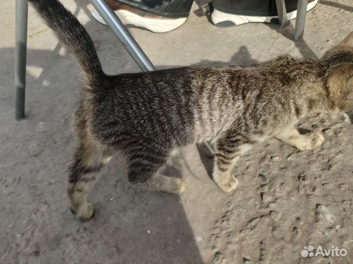 Кошка