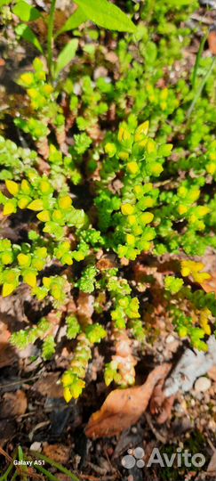 Вереск, очиток