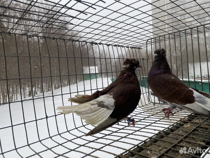 Голуби на выпуск