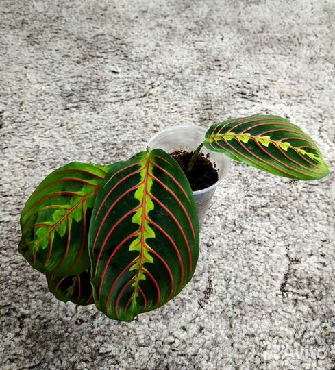 Калатея, маранта, ктенанта