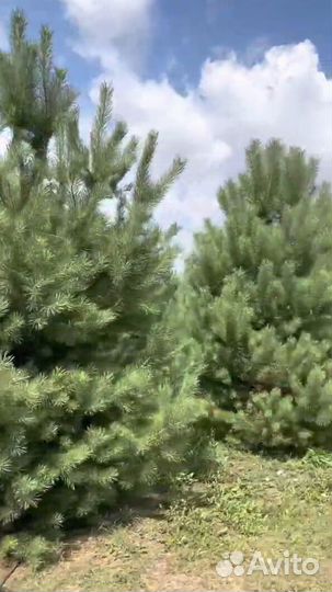 Сосна обыкновенная 197см