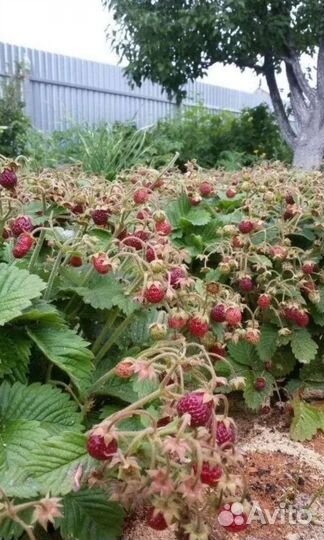 Земляника Клубника садовая/рассада