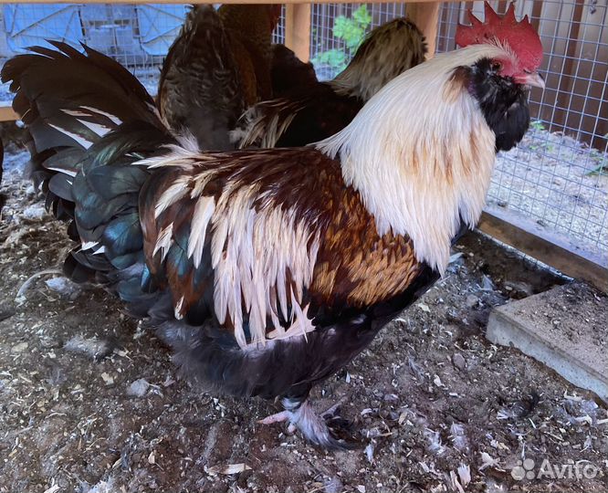 Куры молодки, петухи на племя, ия