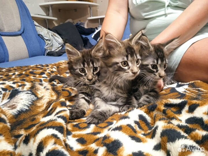 Котята мейн-кун