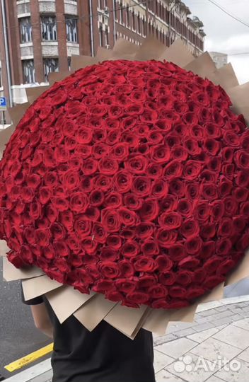 Роза красная/белая. 25 роз. 51 роза. 101 роза