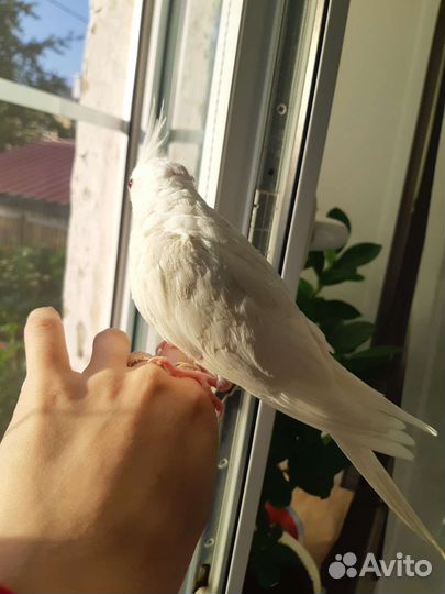 Попугай корелла