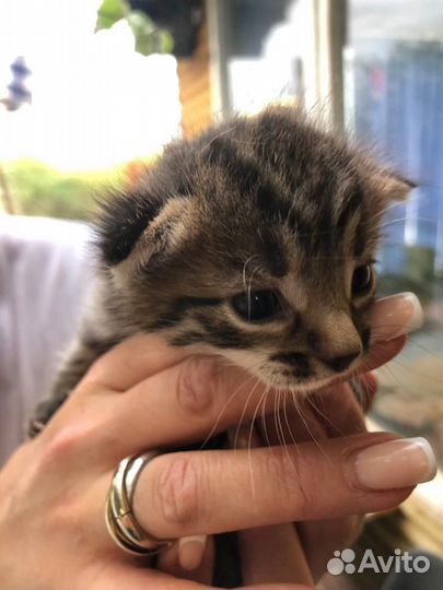 Отдам котят в добрые руки