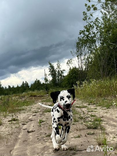 Бесплатно щенок