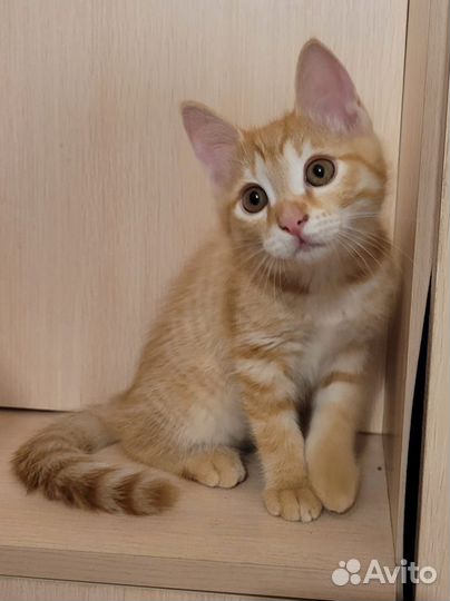 Котята бесплатно