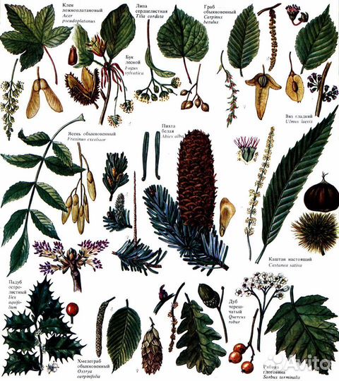 Семена лиственных