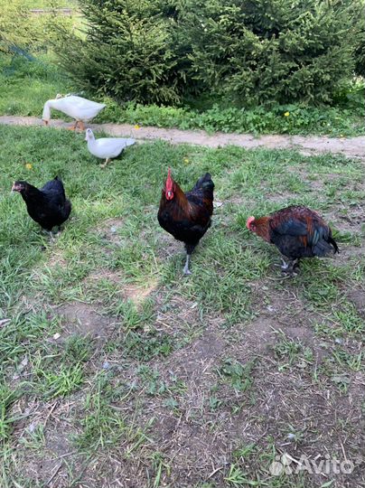 Петухи морана