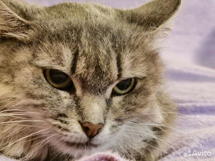 Кошка Юта из приюта