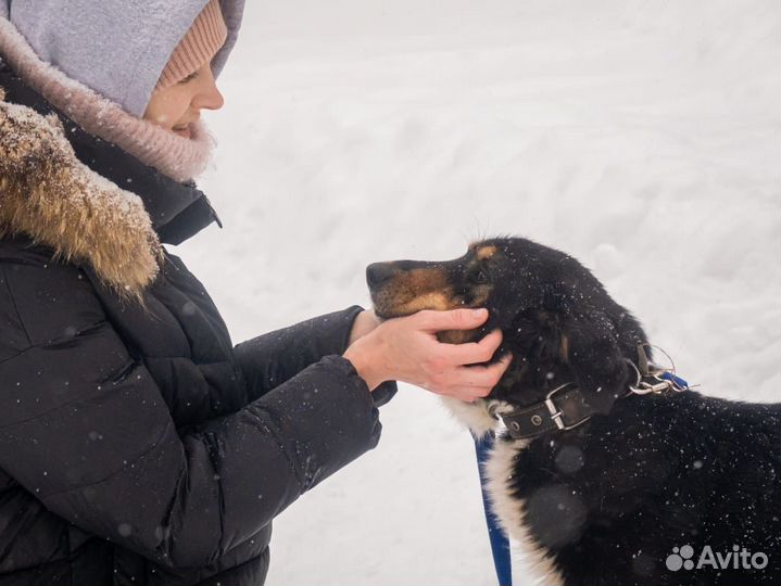 Собака в добрые руки