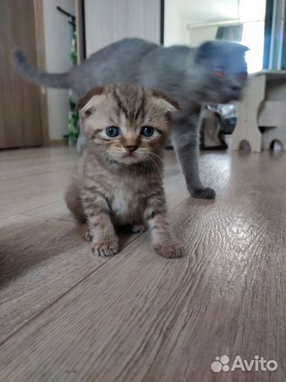 Шотландские котята