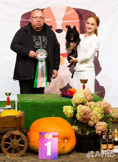 Услуги хендлера, показ собаки на выставках