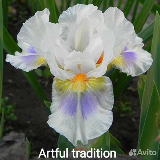 Ирис карликовый