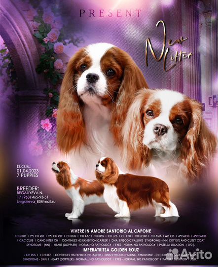 Кавалер кинг чарльз спаниель