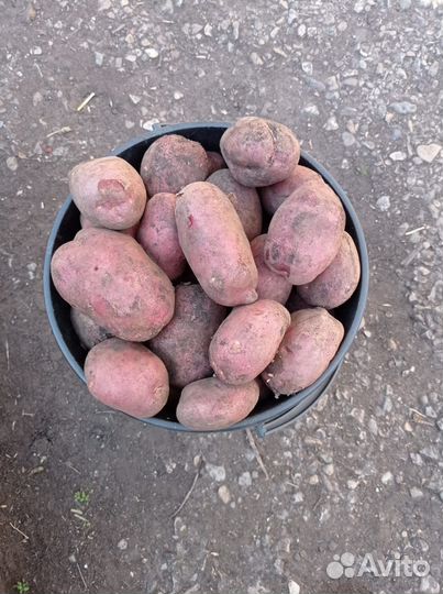 Продам картофель