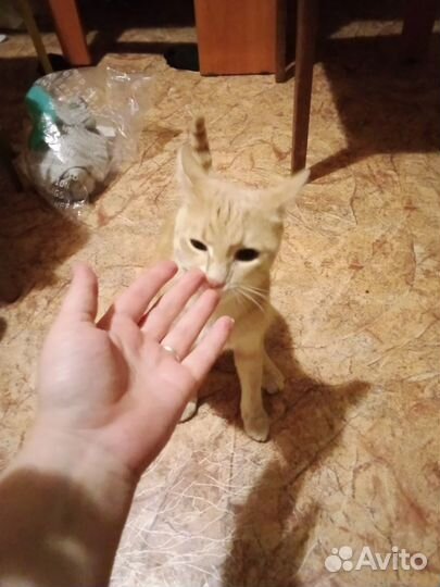 Котики бесплатно в добрые руки