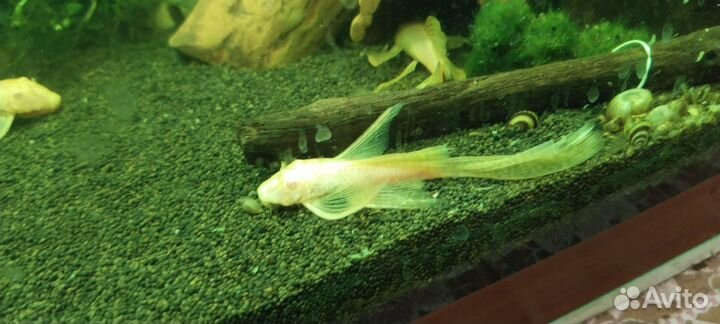 Сом анциструс