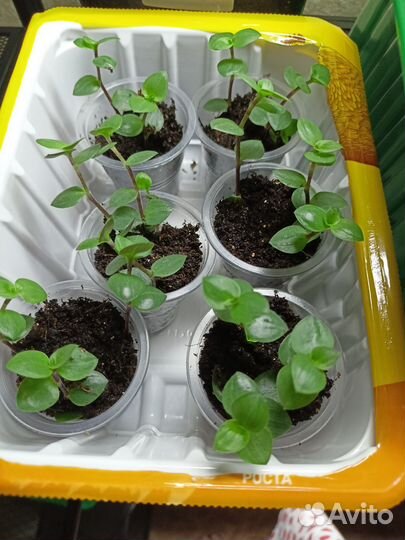 Декоративные цветы