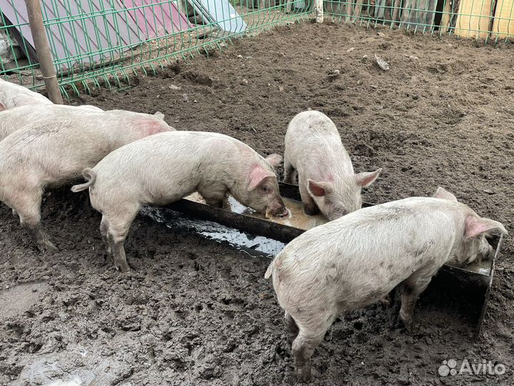 Поросята 2 месяца