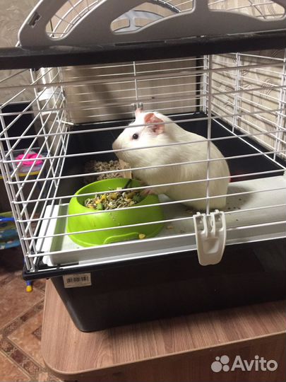 Отдам морскую свинку бесплатно