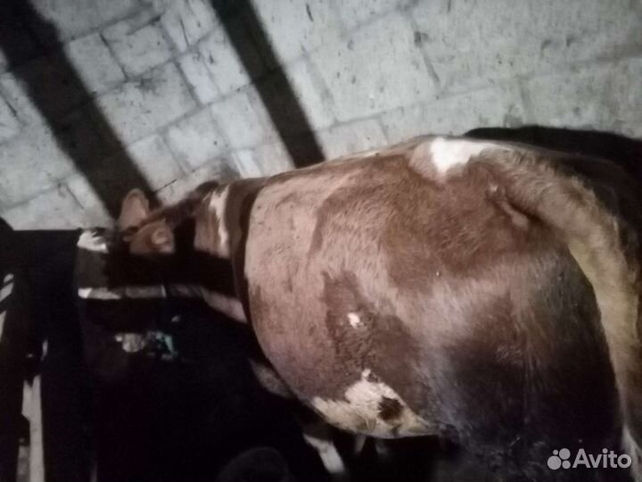 Бычки и быки