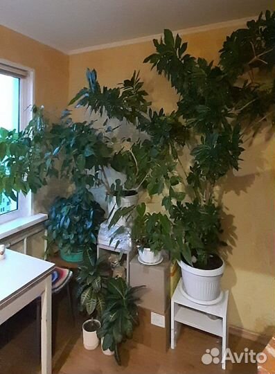 Растения комнатные взрослые продаю