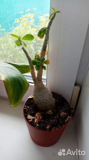 Фикус. Мирт. Адениум