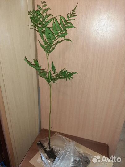 Хосты, папоротник, флоксы, лук Алиум, рудбекия